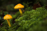 Pholiota flammans - Goudgele bundelzwam - Yellow Pholiota
