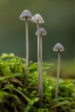 Mycena amicta - Donzige Mycena - Coldfoot Bonnet