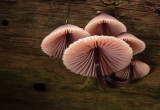 Mycena haematopus - Grote Bloedsteelmycena - Burgundydrop Bonnet