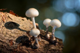 Oudemansiella mucida - Porseleinzwam - Porcelain Fungus