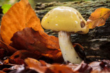 Cortinarius delibutus - Okergele Gordijnzwam - Yellow Webcap