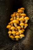 Pholiota adiposa - Goudvliesbundelzwam - Golden Scalycap