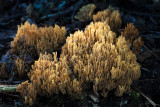 Ramaria abietina - Groenwordende Koraalzwam - Green-staining Coral
