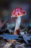 Stropharia aurantiaca - Oranjerode Stropharia - Redlead Roundhead
