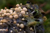 Onygena corvina - Vogelveerzwammetje - Feather Stalkball