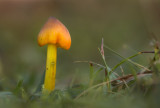 Hygrocybe conica - Zwartwordende Wasplaat - Blackening Waxcap