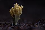 Ramaria abietina - Groenwordende Koraalzwam - Green-staining Coral