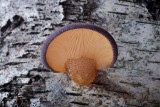 Sarcomyxa serotina - Groene Schelpzwam - Olive Oysterling