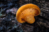 Sarcomyxa serotina - Groene Schelpzwam - Olive Oysterling