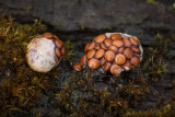 Nidularia deformis - Eierzakje - Pea-Shaped Birds Nest