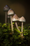 Mycena amicta - Donzige Mycena - Coldfoot Bonnet