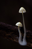 Mycena metata - Dennenmycena