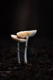 Lepiota felina - Panterparasolzwam - Cat Dapperling
