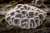 Schizophyllum commune - Waaiertje - Splitgill