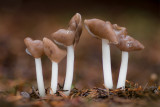 Helvella elastica - Holsteelkluifzwam - Flexible Helvella