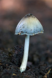 Coprinellus micaceus - Gewone Glimmerinktzwam - Glistening Inkcap