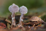 Cortinarius paleaceus - Gewone Pelargoniumgordijnzwam - Pelargonium Webcap