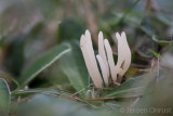Clavaria falcata - Spitse Knotszwam - Pointed Club