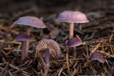 Mycena pearsoniana - Vals Elfenschermpje