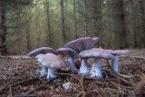 Lepista nuda - Paarse Schijnridderzwam - Wood Blewit