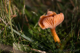 Hygrocybe laeta - Slijmwasplaat - Heath Waxcap