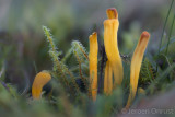 Clavulinopsis helveola - Gele Knotszwam - Yellow Club