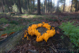 Calocera viscosa - Kleverig koraalzwammetje - Yellow Stagshorn