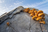 Pholiota adiposa - Goudvliesbundelzwam - Golden Scalycap