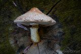 Hemipholiota populnea - Wollige Bundelzwam