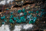 Chlorociboria aeruginascens - Gewone Kopergroenbekerzwam - Green Elfcup