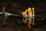 Mitrula paludosa - Beekmijtertje - Bog Beacon