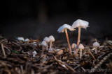 Cystolepiota seminuda - Kleine Poederparasol - Bearded Dapperling