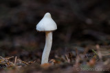 Inocybe geophylla - Witte Satijnvezelkop - White Fibrecap