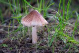 Inocybe rimosa - Geelbruine Vezelkop - Split Fibrecap