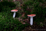 Russula emetica - Braakrussula - Sickener