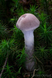 Cortinarius