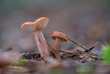 Lactarius aurantiacus - Oranje Melkzwam - Orange Milkcap