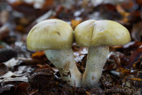 Cortinarius subtortus - Olijfkleurige Sparrengordijnzwam - Incense Webcap