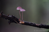 Mycena sanguinolenta - Kleine Bloedsteelmycena - Bleeding Bonnet