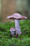 Cortinarius malachius - Donkerlila Gordijnzwam - Blue and Buff Web Cap