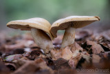Cortinarius subtortus - Olijfkleurige Sparrengordijnzwam - Incense Webcap