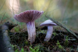 Cortinarius camphoratus - Kamfergordijnzwam - Goatcheese Webcap