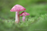 Tricholomopsis rutilans - Koningsmantel - Plums and Custard