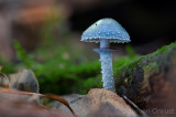 Psilocybe aeruginosa - Echte Kopergroenzwam - Verdigris Agaric