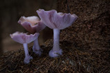 Lepista nuda - Paarse Schijnridderzwam - Wood Blewit