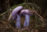 Lepista nuda - Paarse Schijnridderzwam - Wood Blewit