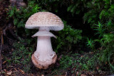 Amanita rubescens - Parelamaniet - Blusher