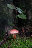 Cortinarius bolaris - Roodschubbige Gordijnzwam - Dappled Webcap