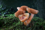 Cortinarius bolaris - Roodschubbige Gordijnzwam - Dappled Webcap