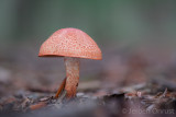 Cortinarius bolaris - Roodschubbige Gordijnzwam - Dappled Webcap